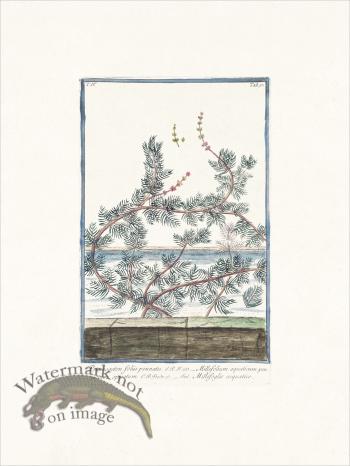 Bonelli 350 Leafy Pondweed